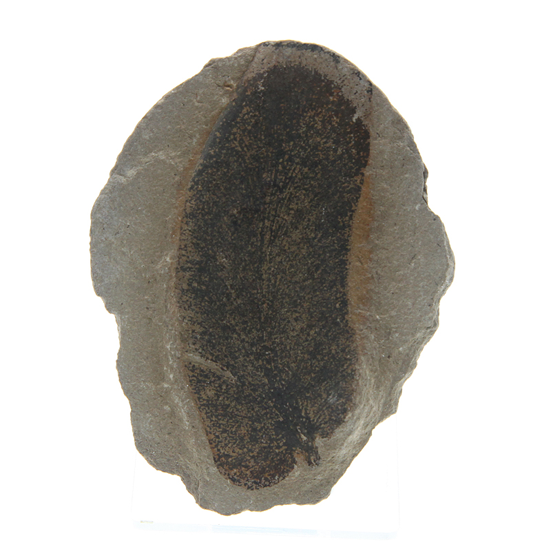 Настоящий отпечаток ископаемой флоры. Древнейший овальный окаменелый лист растения. США, штат Иллинойс,  280-300 млн. лет