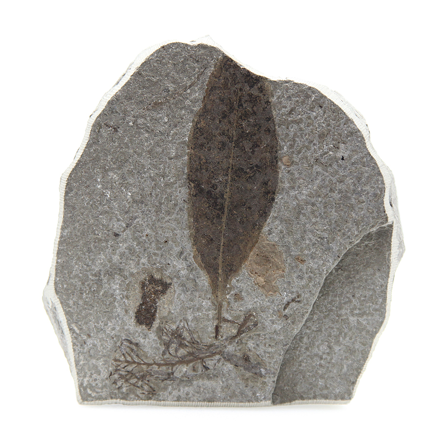 Настоящий отпечаток ископаемой флоры. Древнейший окаменелый лист из Неогена. Россия, Северный Кавказ, Адыгея, река Пшеха, 13 млн. лет