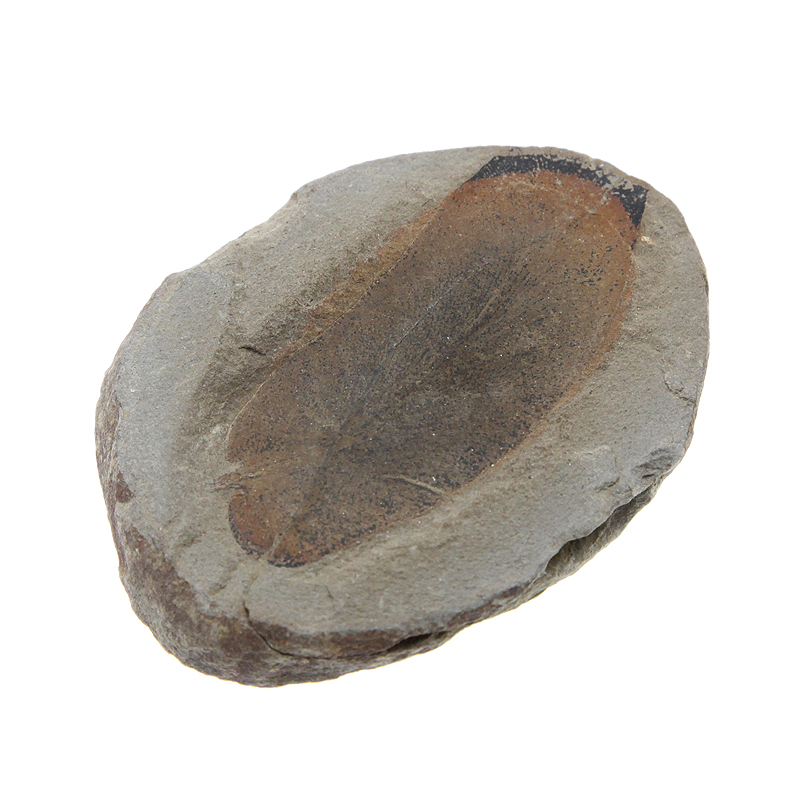 Настоящий отпечаток ископаемой флоры. Древнейший окаменелый лист растения. США, штат Иллинойс, 280-300 млн. лет