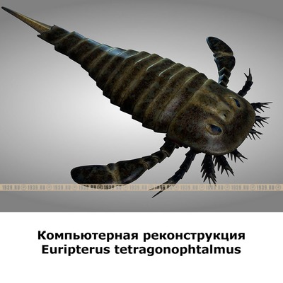 Настоящая окаменелая голова большого ископаемого морского скорпиона. Древнейший окаменелый скорпион из Палеозоя. Украина, Каменец-Подольский, 248-510 млн лет