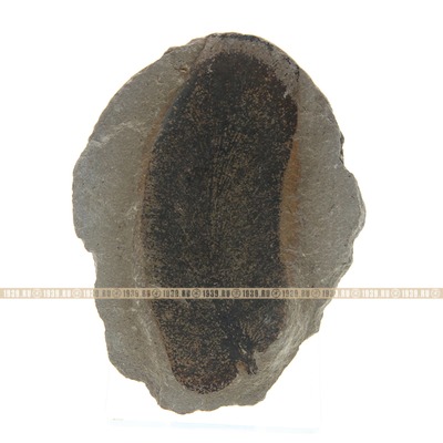 Настоящий отпечаток ископаемой флоры. Древнейший овальный окаменелый лист растения. США, штат Иллинойс,  280-300 млн. лет